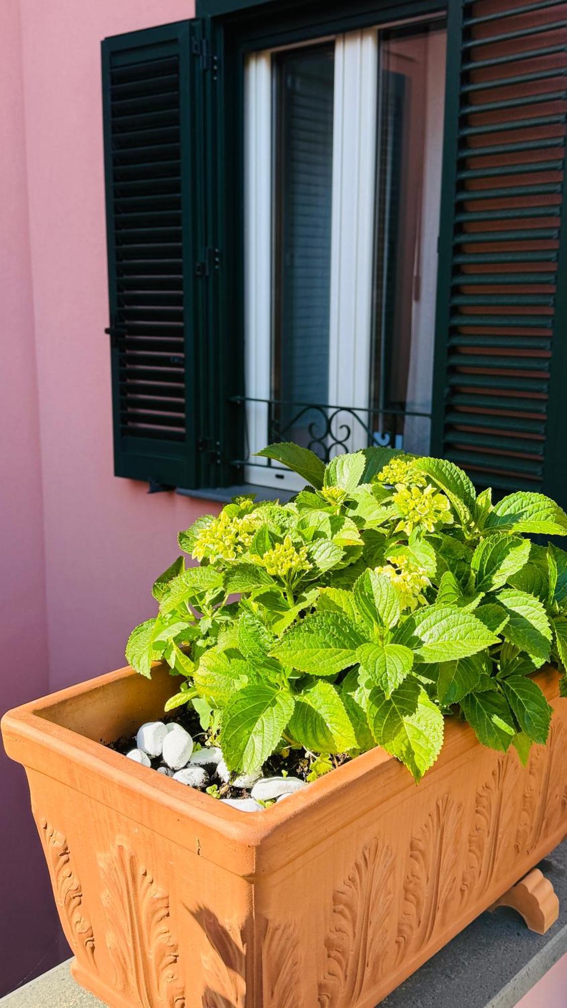 La Maison Rose Maiori Buitenkant foto